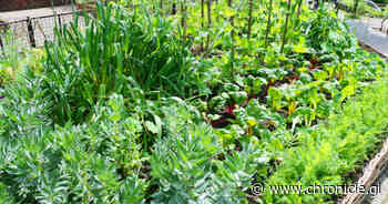 Six simple swaps to help you become a planet-friendly gardener - Gibraltar Chronicle