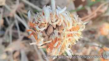 Gourmet Gardener: Seeds of summer | Westmeath Independent - Westmeath Independent