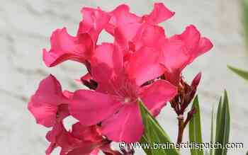 Ask the Master Gardener: Oleanders can be houseplants, but be wary of their toxicity - Brainerd Dispatch