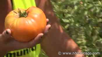 Avid Gardener Provides Fresh Produce to Community - NBC Chicago