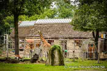 Planckendael vernieuwt park, werken aan orang-oetanverblijf opnieuw gestart: “Comfort voor dieren én bezoekers verbeteren”