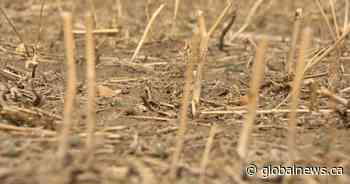 Saskatchewan farmers look to the future after months of drought