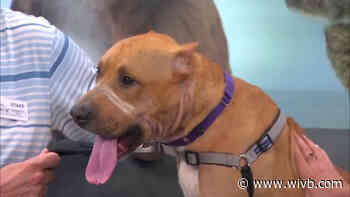 SPCA Monday: Superman