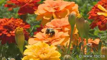 Residents of Quispamsis, N.B., discouraged over bee poop as town reviews beekeeping policy