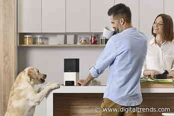The best pet cameras of 2021