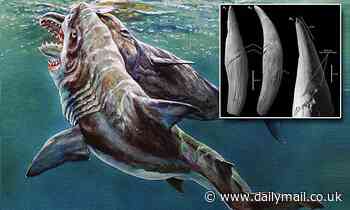 Ancient sperm whale was attacked by a massive shark as gouges were taken out of its tooth 