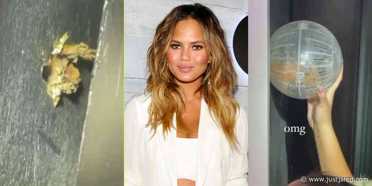 Chrissy Teigen Rescues Family Hamster From Inside the Wall After It Goes Missing for 3 Days