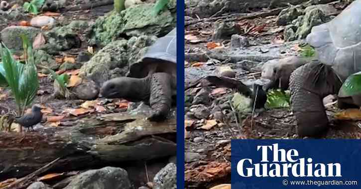 Giant tortoise filmed attacking and killing baby bird – video