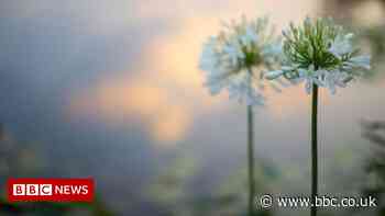 Nature crisis: Talks resume on global plan to protect biodiversity