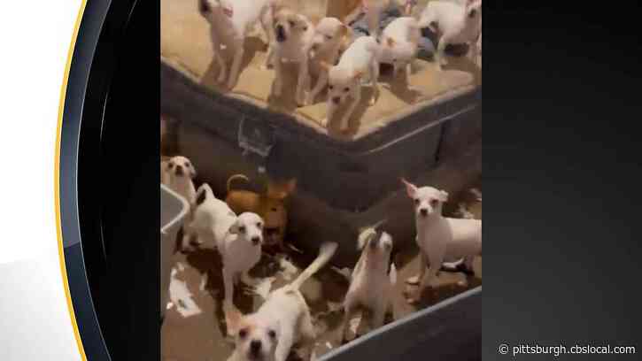 Nearly 100 Dogs Rescued From Fayette County Home