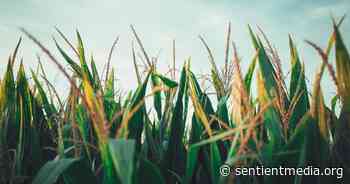 The Future of Food: Can We Build a Sustainable Food System? - Sentient Media