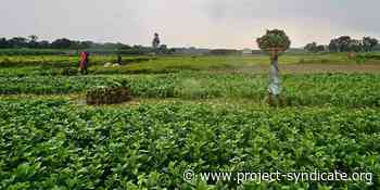 New Global Rules for a Fairer Food Future by Gloria Abraham Peralta - Project Syndicate