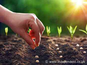 Seeds are the secret to safeguarding the future of our food system - The Independent