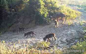 Il monitoraggio nazionale Ispra del lupo sul territorio pisano - Greenreport: economia ecologica e sviluppo sostenibile - Greenreport: economia ecologica e sviluppo sostenibile