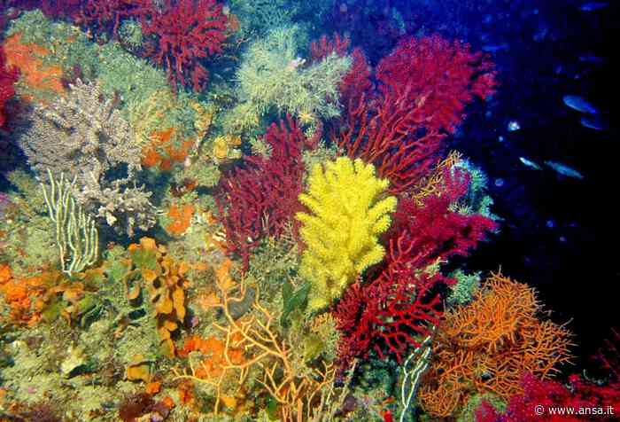 Ispra, natura Italia a rischio, oltre 50% situazione critica - Agenzia ANSA