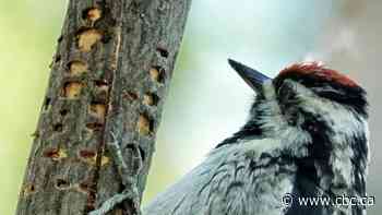 Why do sapsuckers drill their holes in straight, tidy lines?