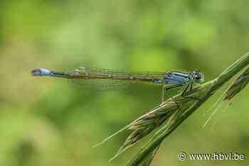 Limburgs Landschap: Lantaarntje (Halen) - Het Belang van Limburg Mobile - Het Belang van Limburg