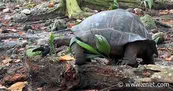 'Horrifying': Giant tortoise slowly hunts down and eats baby bird     - CNET