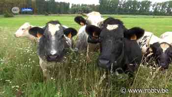 Loepzuivere hattrick voor Linter: Hoevevlees Van het Lindeveld is Korte Keten Kop 2021 - ROB-tv