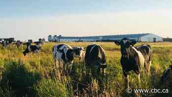 Prairie farmers consider new techniques as drought threatens to become the 'new normal'