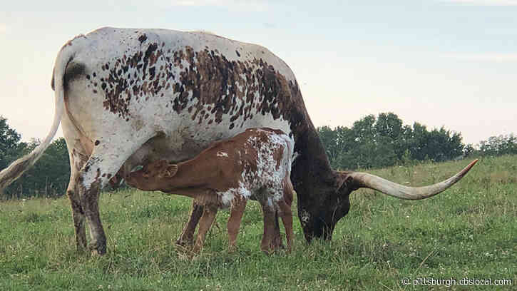 Former Steeler Brett Keisel Names Calf ‘Nunny’ After Hall Of Fame Scout Bill Nunn