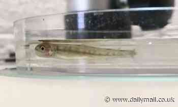 Wild lake trout are spotted in Lake Erie for the first time in 60 years