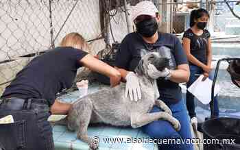 Perros de Cuernavaca desaparecen por decenas - El Sol de Cuernavaca
