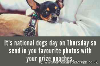 Send us your photos of your East Lancashire pooches to celebrate national dogs day