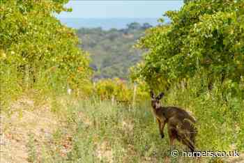 McLaren Vale's Chapel Hill joins Bancroft - Harpers Wine & Spirit Trade Review