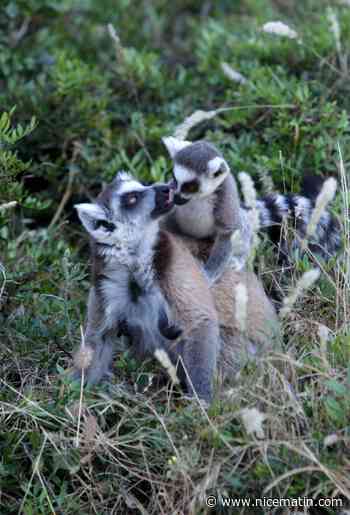 12 lémuriens et tamarins volés dans un zoo de la Drôme