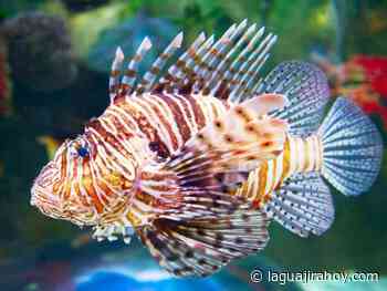 CorpoGuajira adelanta acciones para controlar impacto del Pez Leon en Dibulla - La Guajira Hoy.com