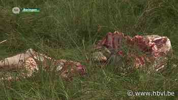 Wolven bijten vier schapen dood in Koersel - Het Belang van Limburg