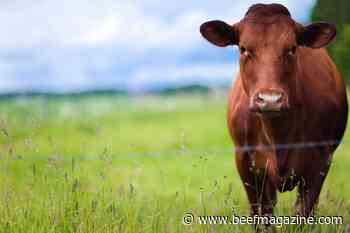 Cattle market optimism builds towards the 4th quarter