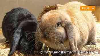 Tierschutz: Augsburger Zoohandlung und Veterinäramt prozessieren