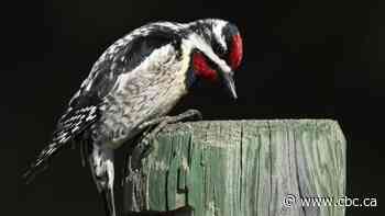 How to ID these unique woodpeckers by their elaborate sap gardens and the stuttering cadence of pecks