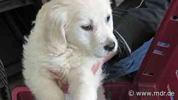 Illegaler Welpenhandel: Polizei Dresden ermittelt in 40 Fällen - MDR