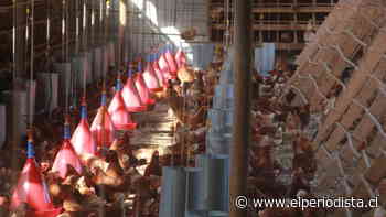 Denuncian maltrato animal en huevos de gallinas libres de empresa Ecoterra - El Periodista