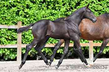 Duurste veulen op veiling gaat 36.000 euro, land van olympische kampioenen komt talent ‘shoppen’ in Zandhoven
