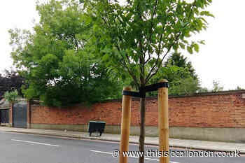 Richmond Council announce new tree-planting drive