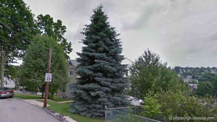 Pittsburgh Picks Out 2021 Christmas Tree