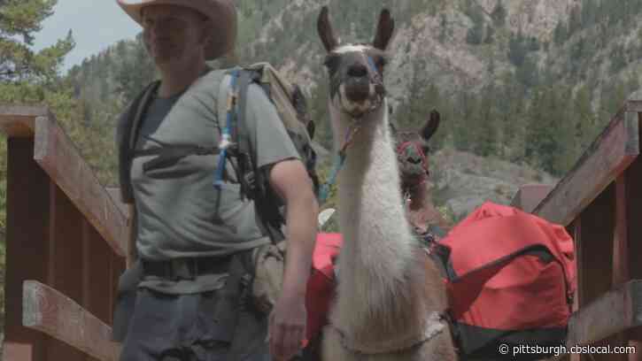 Tradition Of Using Llamas To Carry Supplies For Leadville 100 Ultra Marathon In Colorado Continues