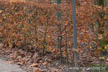 Haagplanten kopen aan voordelige prijs (Kalmthout) - Het Nieuwsblad