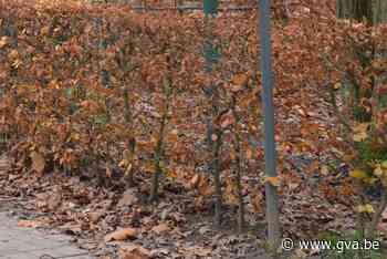 Haagplanten kopen aan voordelige prijs (Kalmthout) - Gazet van Antwerpen Mobile - Gazet van Antwerpen