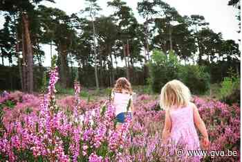 Kalmthoutse Heide in bloei levert schitterende plaatjes op: stuur ons jouw foto - Gazet van Antwerpen