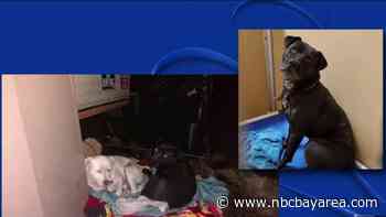 Lake County Man Reunited With Dogs Rescued From Cache Fire - NBC Bay Area