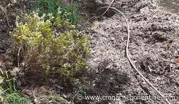 Voltri, i cinghiali devastano (per la quarta volta) la collezione di azalee del parco di Villa Duchessa di Galliera - Cronache Ponentine