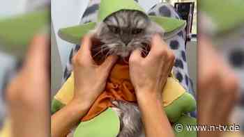 Kate Beckinsale kuschelt beim Zahnarzt mit Kater Clive - n-tv NACHRICHTEN