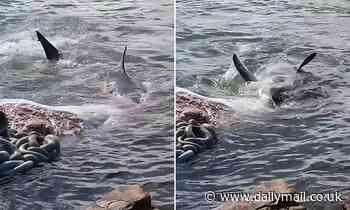 Horrifying footage shows great white sharks tearing apart a whale