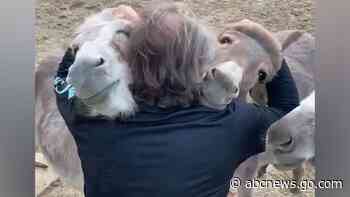 WATCH:  Animal sanctuary founder cuddles with donkeys at farm