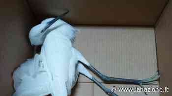 Garzetta ferita ad un’ala messa in salvo dal personale del Parco di Pinocchio - LA NAZIONE